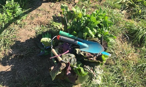 Urban Gardening in Unterföhring